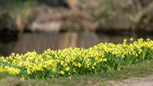 fruhlingserwachen im pucklerpark Trending Item 4