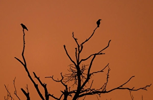 sonnenaufgang im nationalpark unteres odertal